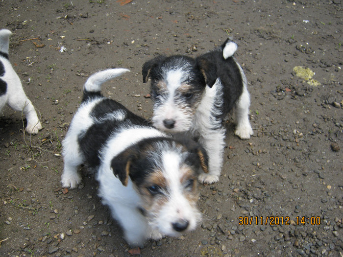 IMG_0953 - catelusa fox-terrier