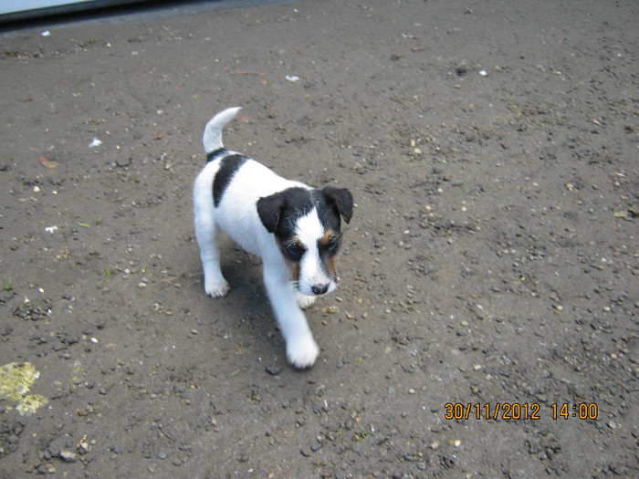 de vanzare - catelusa fox-terrier