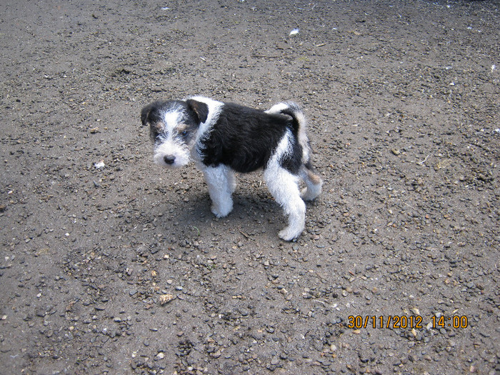 vandut - catelusa fox-terrier