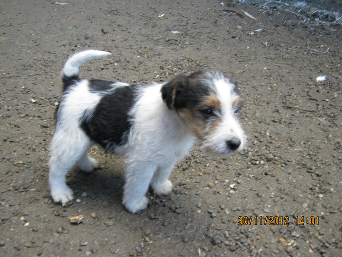 IMG_0957 - catelusa fox-terrier