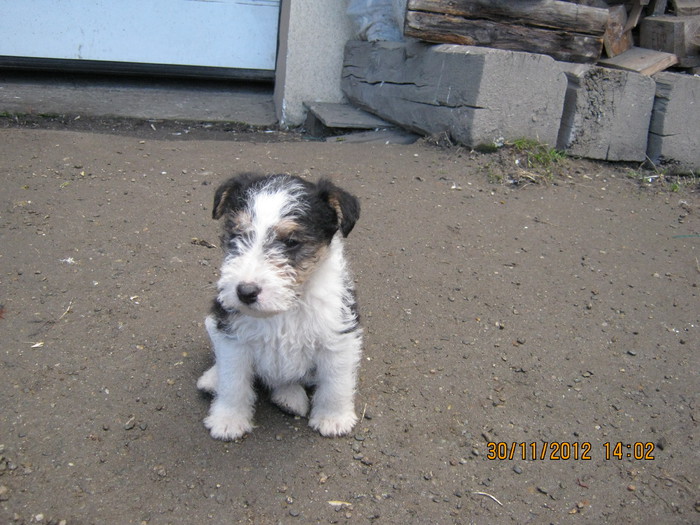 IMG_0959 - catelusa fox-terrier