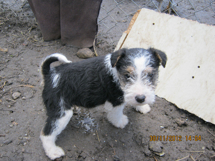 vandut - catelusa fox-terrier