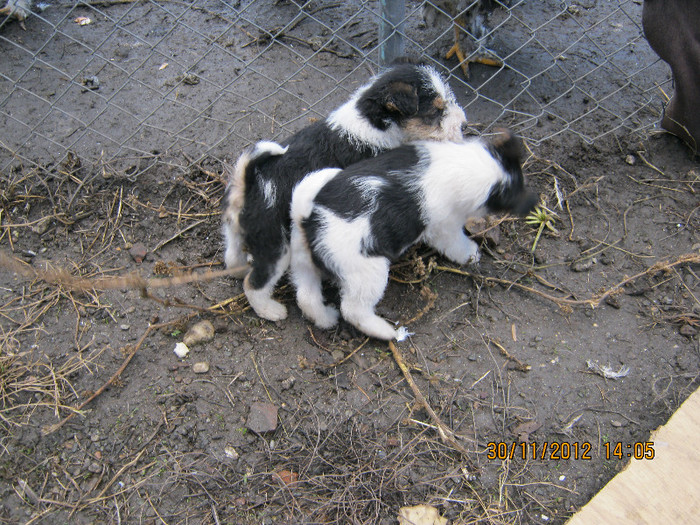 IMG_0963 - catelusa fox-terrier