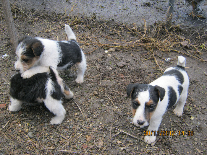 IMG_0965 - catelusa fox-terrier