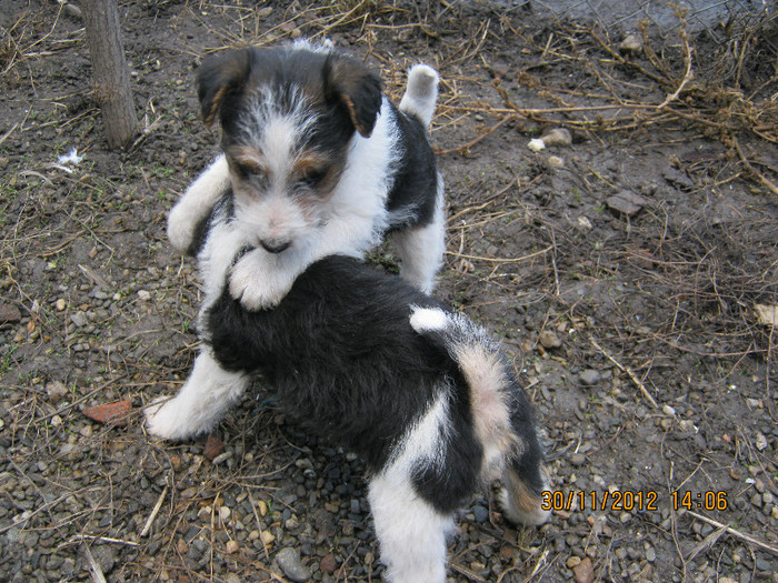 IMG_0966 - catelusa fox-terrier