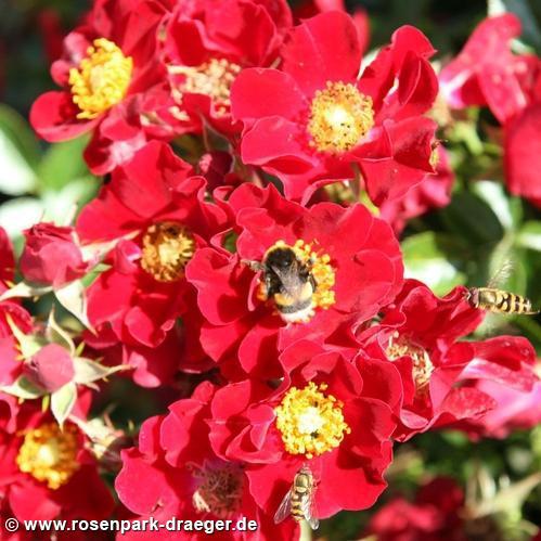 Bienenweide Rot - Bienenweide Rot-Tantau