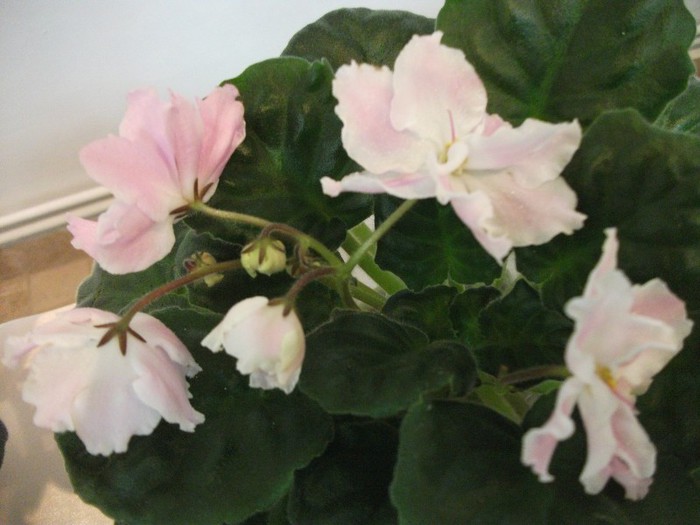 DSCF3625