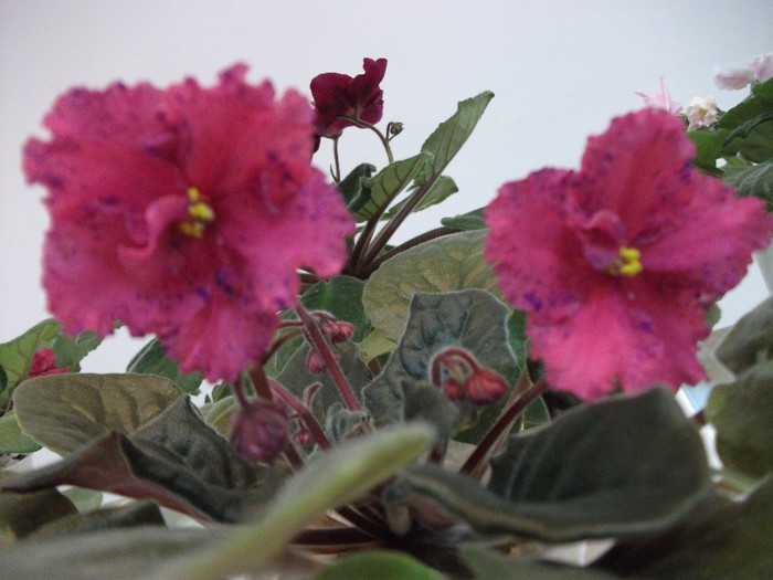 DSCF3629