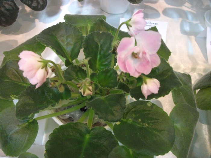 DSCF3636