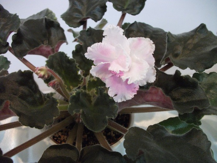DSCF3637