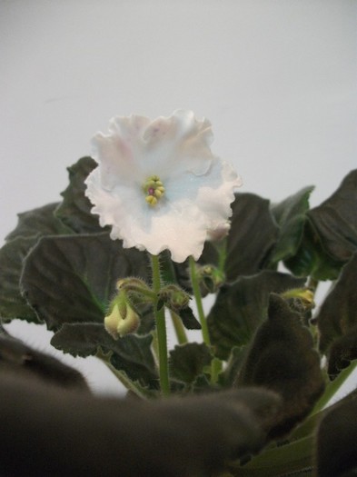 DSCF3644