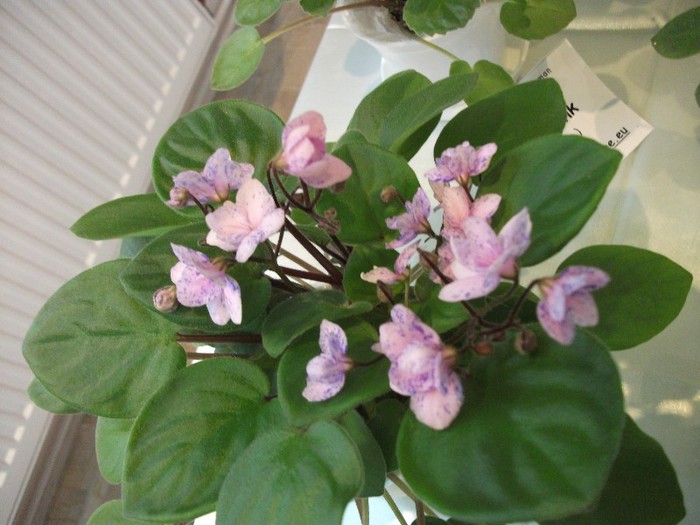 DSCF3653