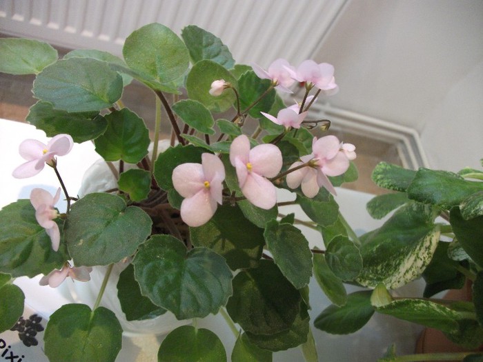 DSCF3654