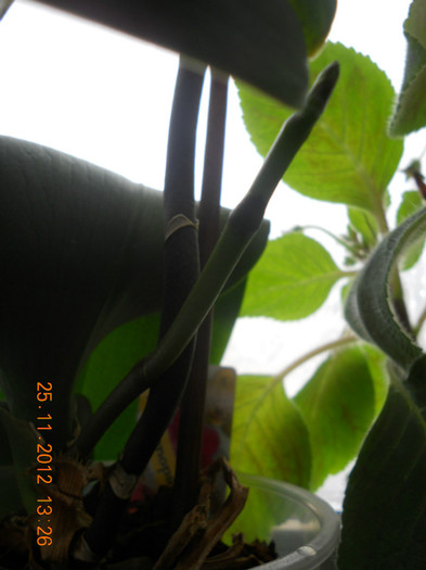 DSCN2433