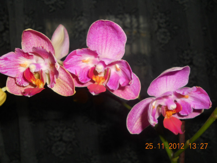 DSCN2436