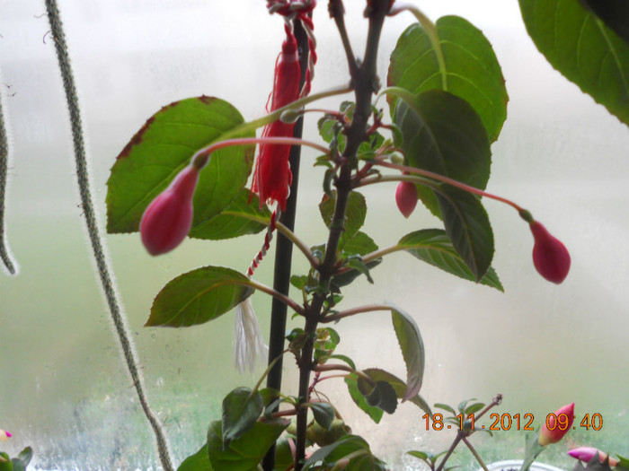 DSCN2419 - Fuchsia 2012