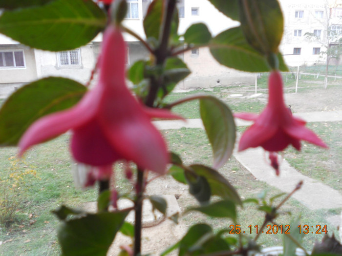 DSCN2426 - Fuchsia 2012