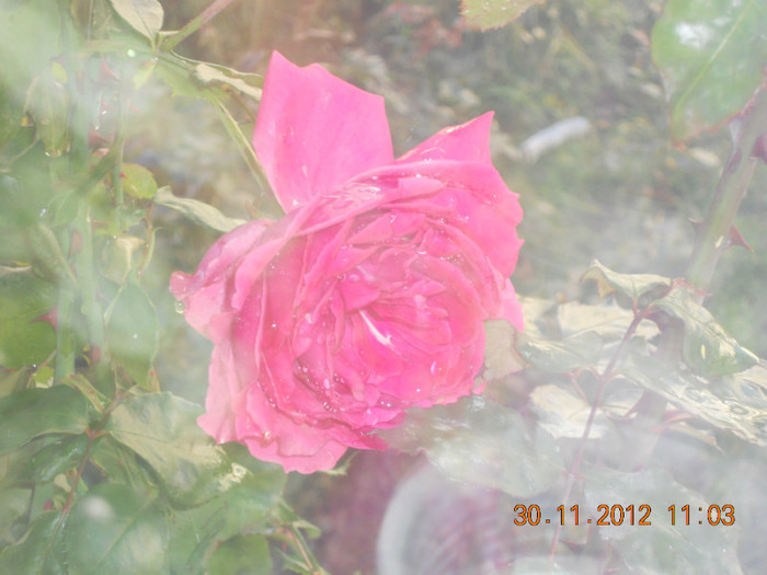 DSCN2443 - Trandafiri 2012