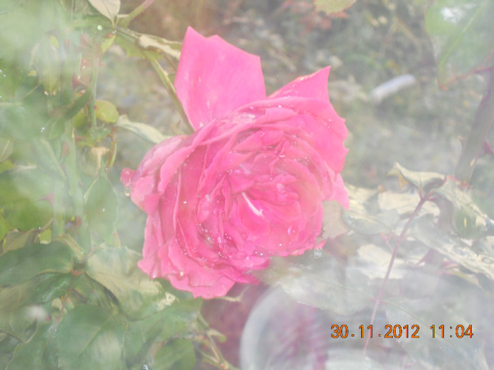 DSCN2444 - Trandafiri 2012