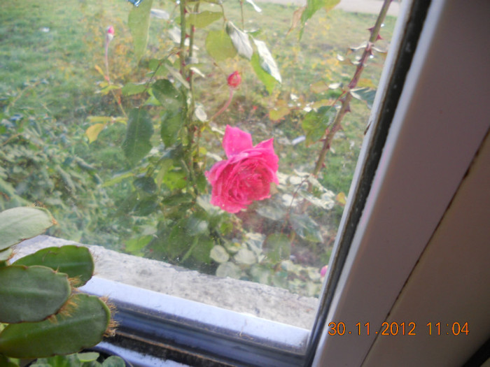....in geam! - Trandafiri 2012