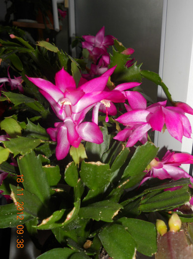 DSCN2413