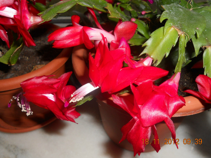 DSCN2414