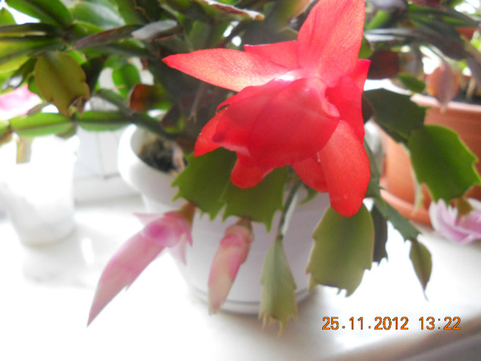 DSCN2422