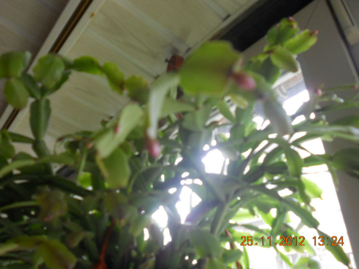 DSCN2425 - Schlumbergera 2012-2013