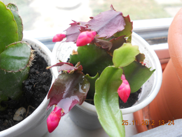 DSCN2427 - Schlumbergera 2012-2013
