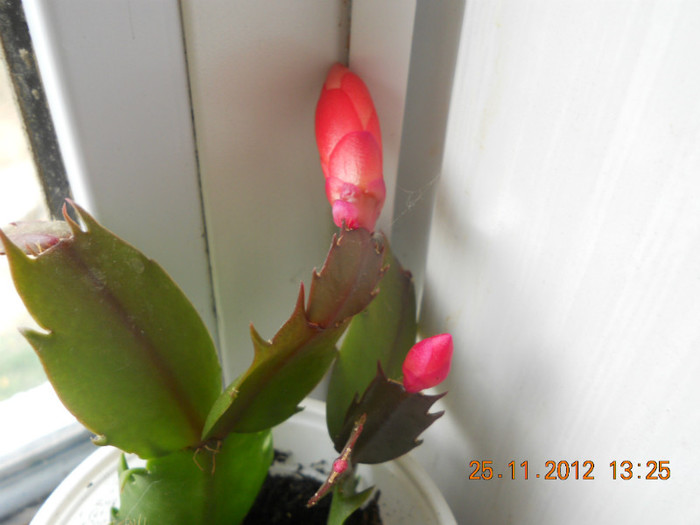 DSCN2430 - Schlumbergera 2012-2013