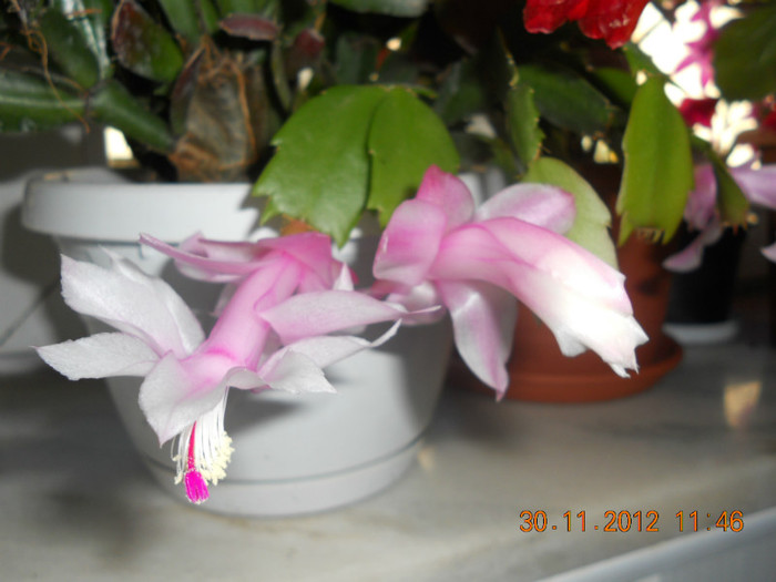 DSCN2451 - Schlumbergera 2012-2013