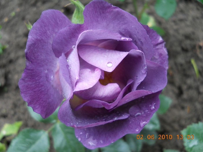 Blue For You - My Roses