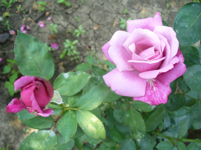 Doamna in mov - My Roses