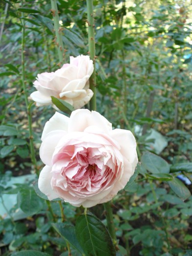 Alexandra, Princesse de Luxembourg - My Roses