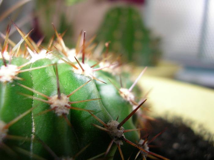 catus mititell - Floricelele mele