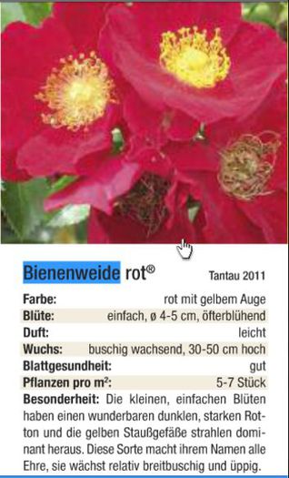 bienenveide_ROT - Bienenweide Rot-Tantau
