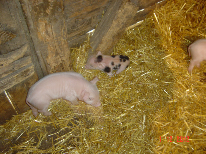 Picture 759 - 0 GOSPODARIA NOASTRA