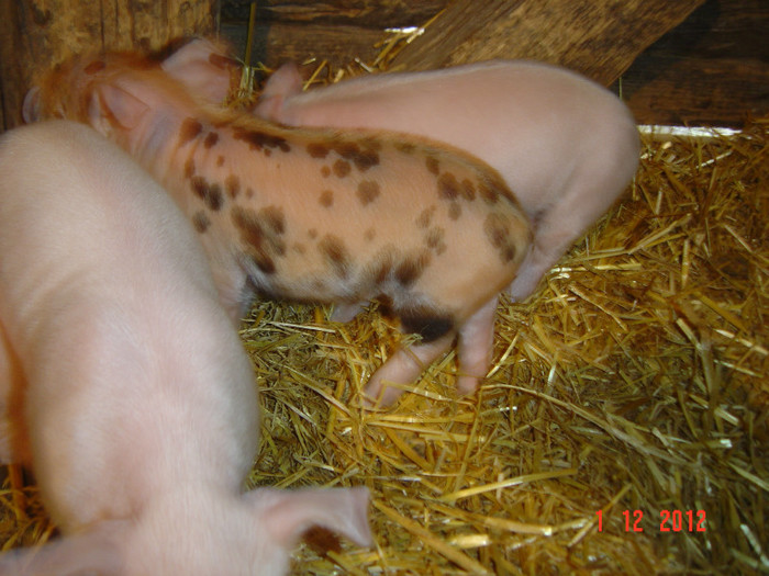 Picture 760 - 0 GOSPODARIA NOASTRA