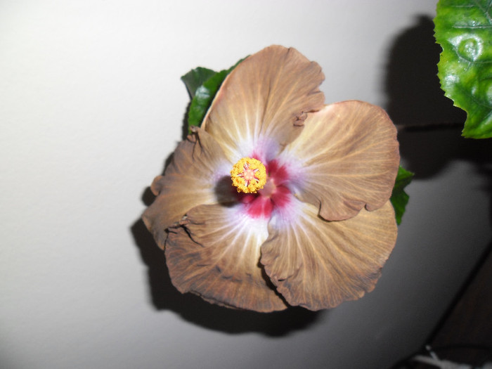 Hibiscus Kathie Jones - Hibiscus 2012-3