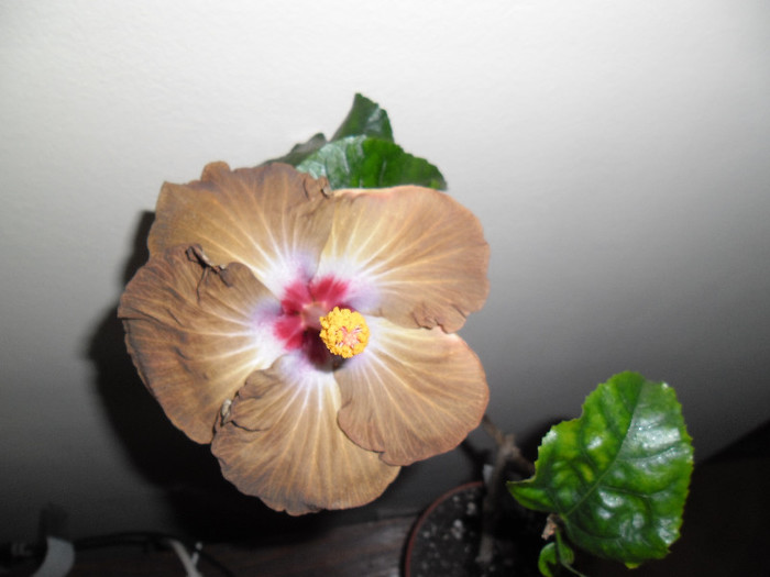 Hibiscus Kathie Jones - Hibiscus 2012-3