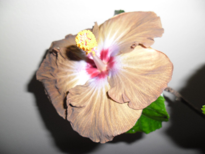 Hibiscus Kathie Jones - Hibiscus 2012-3