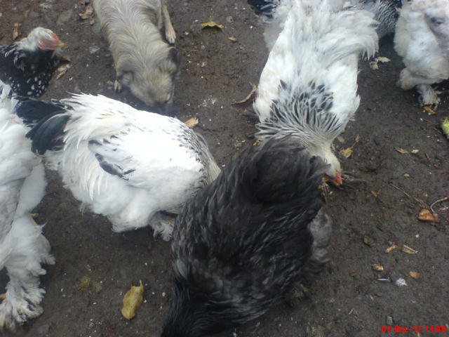 DSC03644