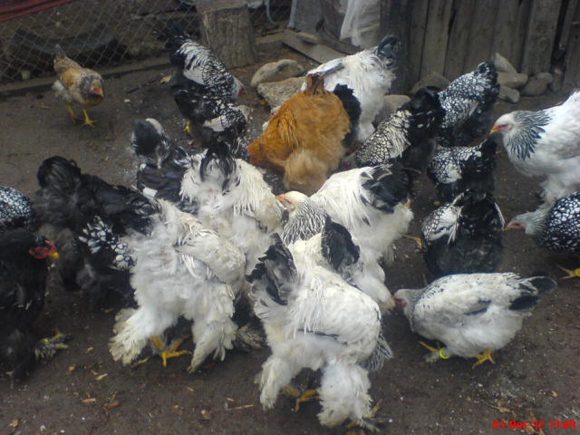 DSC03649
