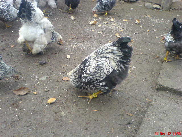 DSC03654