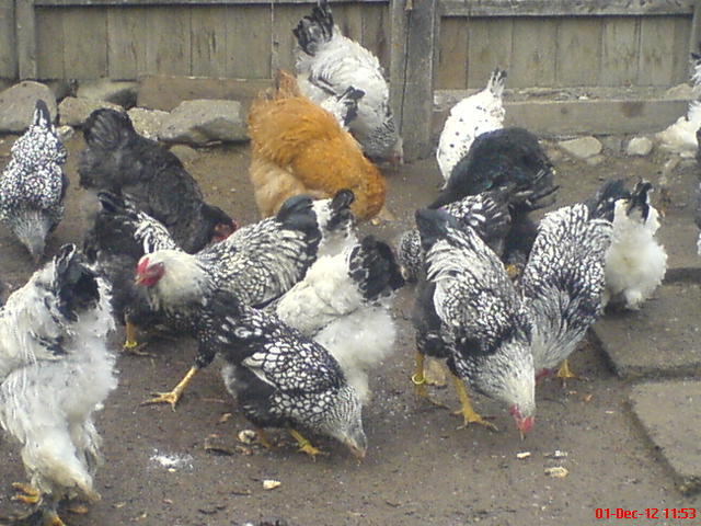 DSC03663