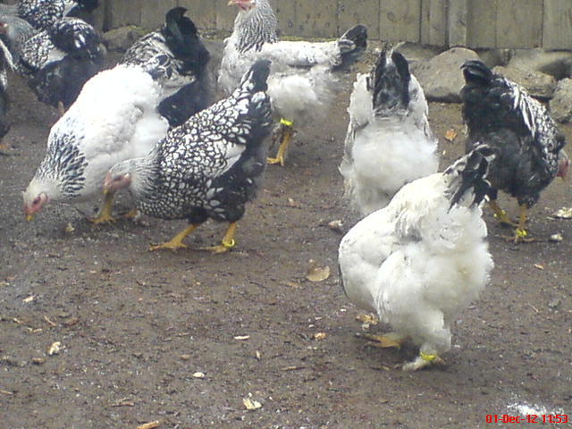 DSC03664
