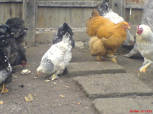 DSC03665