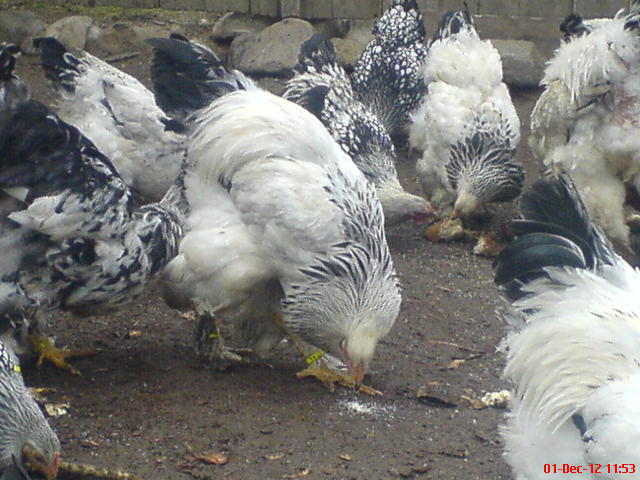 DSC03666