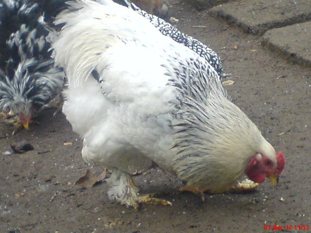 DSC03667
