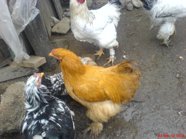 DSC03676